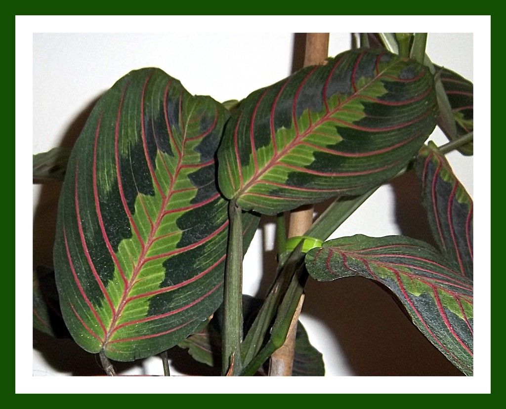 Leaves of the Prayer plant. by grace55
