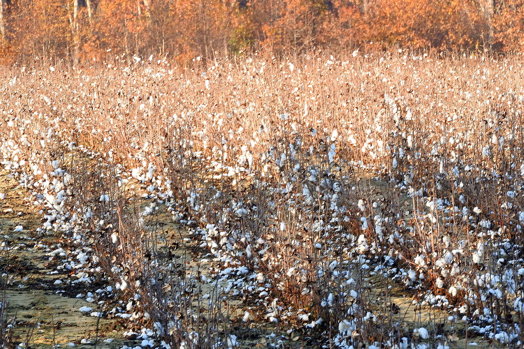 Cotton on the Ground by homeschoolmom