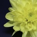 Macro Chrysanthemum  by phil_sandford