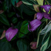 Purple flowers by elisasaeter