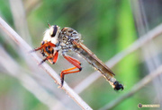 6th Dec 2017 - Robber Fly