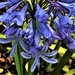   Agapanthus & Ants ~ by happysnaps