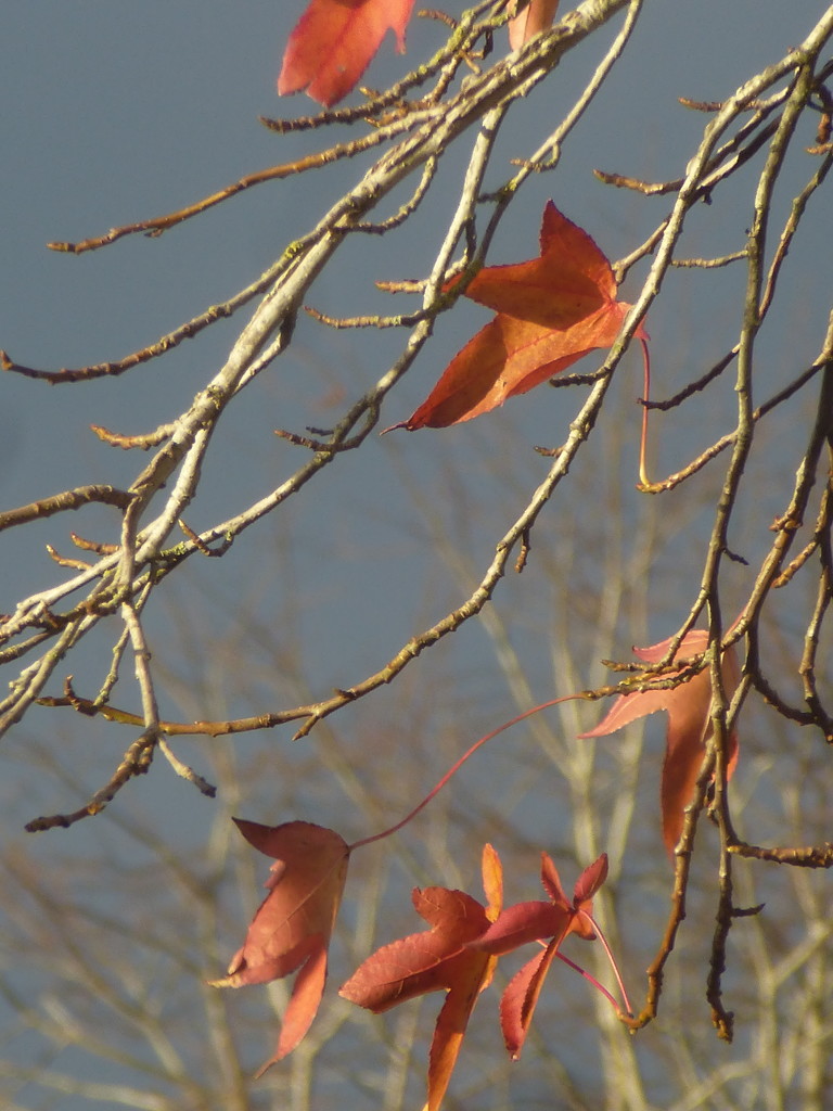 Still a few leaves hanging on. by snowy