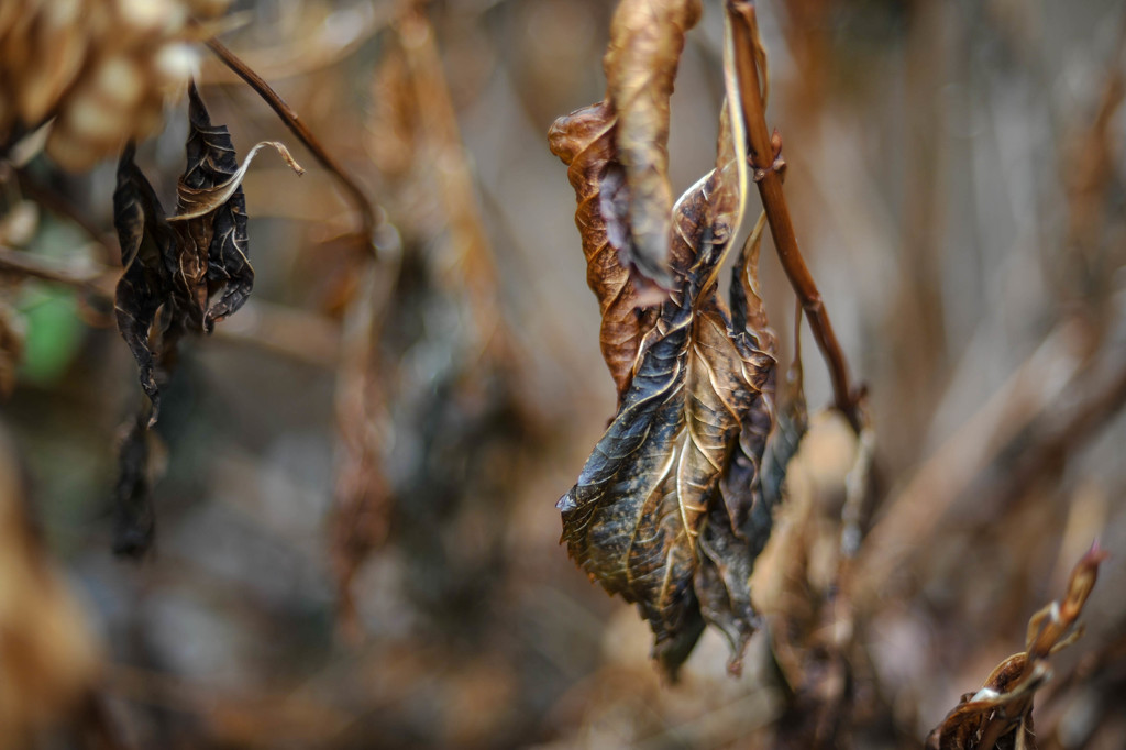 Dried Hydrangea  by loweygrace