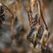 Dried Hydrangea  by loweygrace