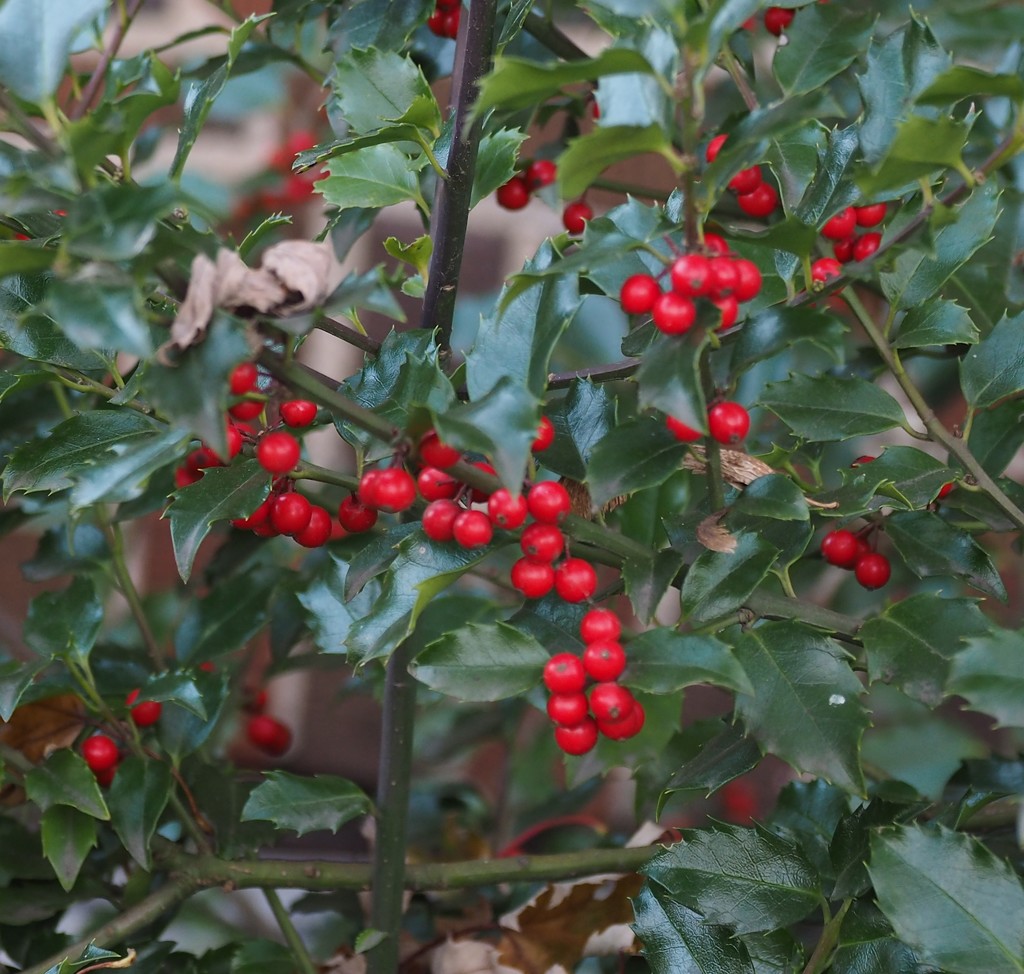 Loaded Holly Berry Bush by selkie