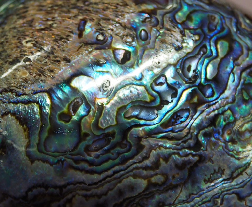 Beautiful Abalone by selkie