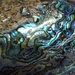 Beautiful Abalone by selkie