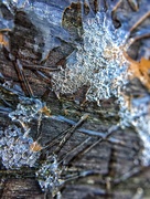 7th Dec 2017 - Ice and wood   