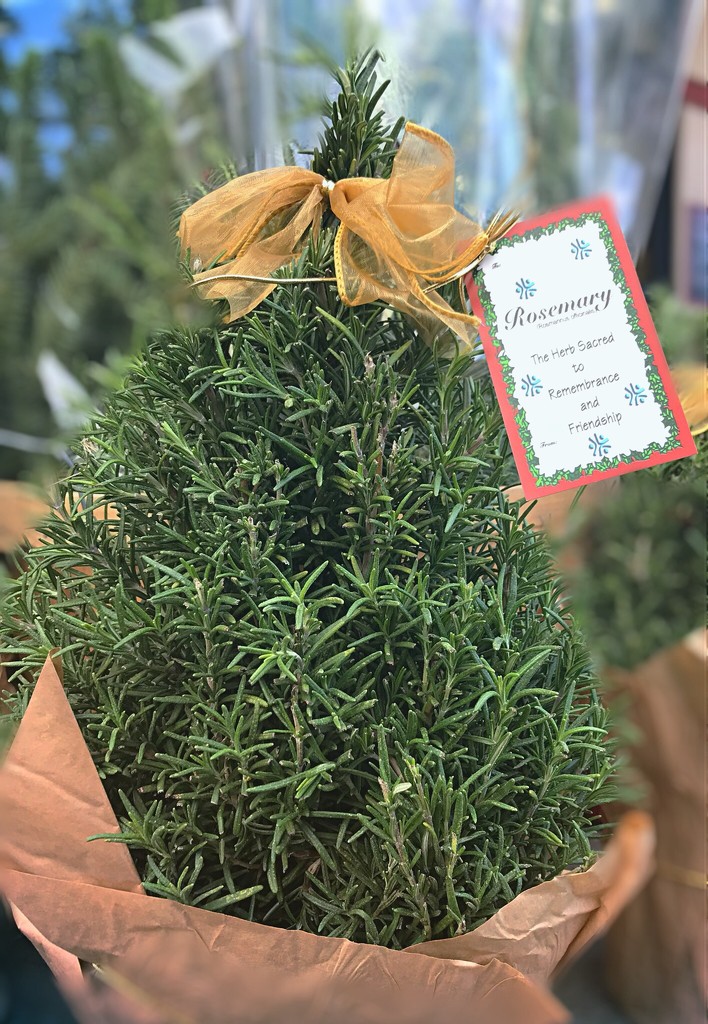 Day 81:  Rosemary Christmas Tree by sheilalorson