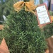 Day 81:  Rosemary Christmas Tree by sheilalorson