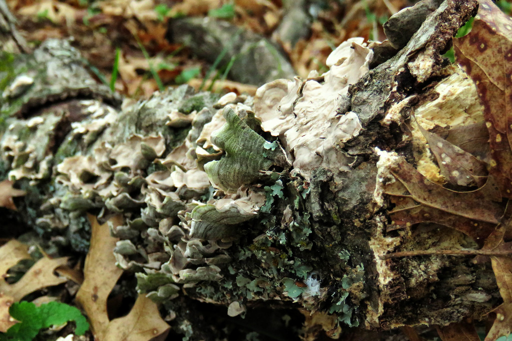 Fungi Up Close by milaniet