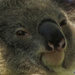 meh by koalagardens