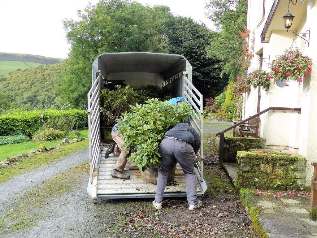  Transporting Rhododendrons from Kilsby by susiemc