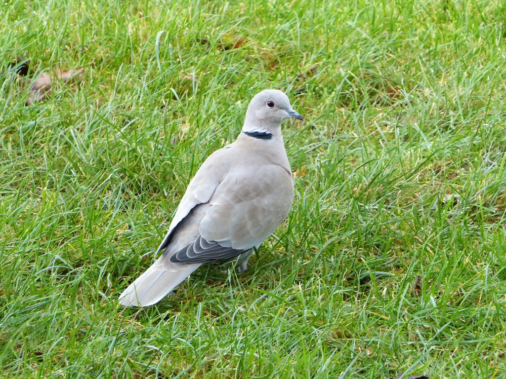  Collared Dove by susiemc