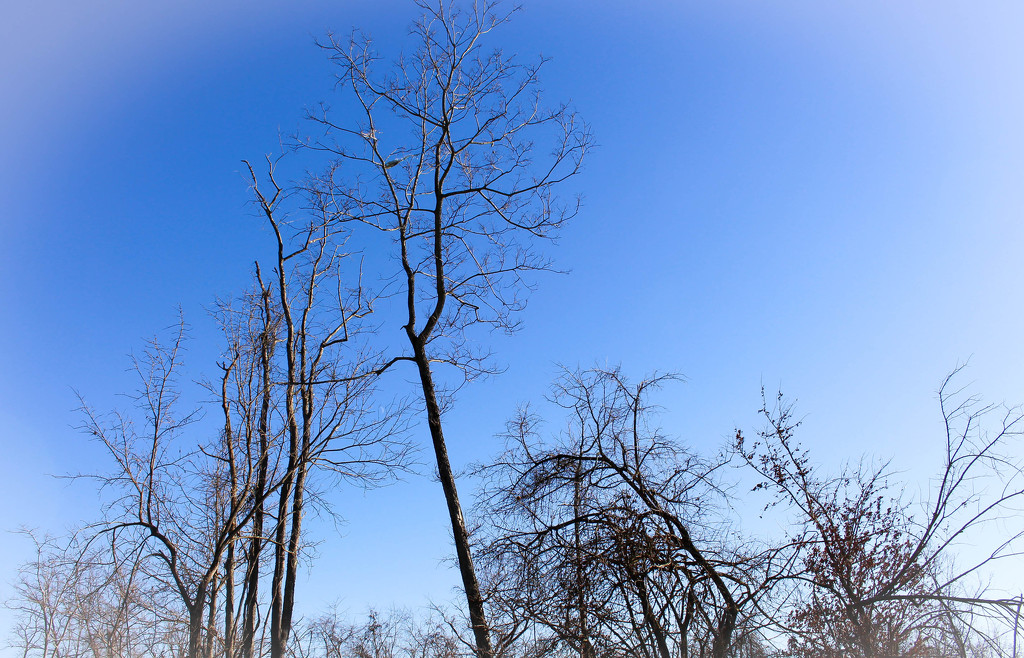 Bare trees by mittens