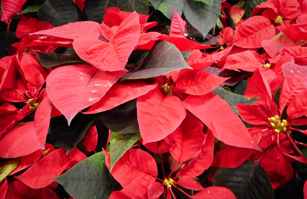 Poinsettias by mittens