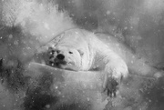 7th Dec 2017 - Polar Peekaboo
