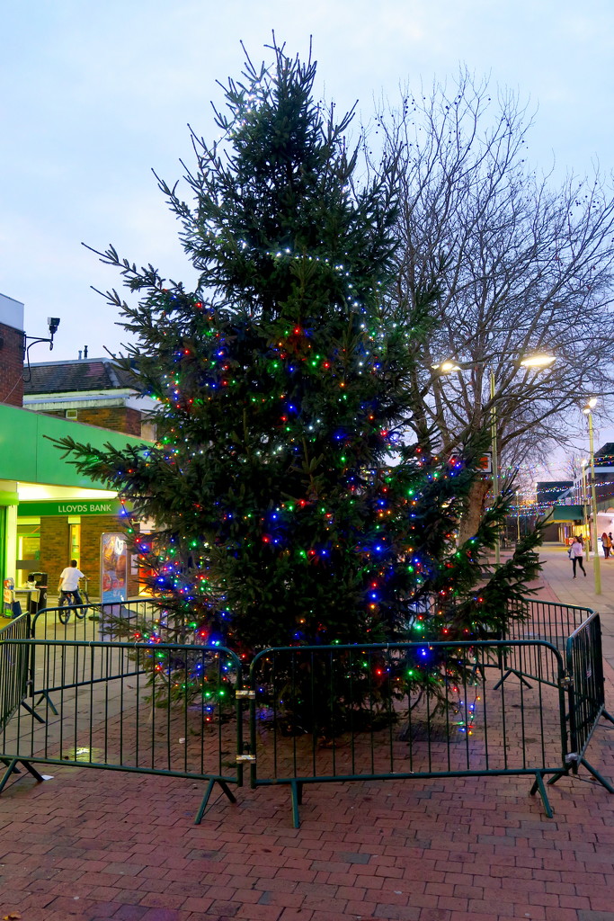 Christmas Tree by davemockford