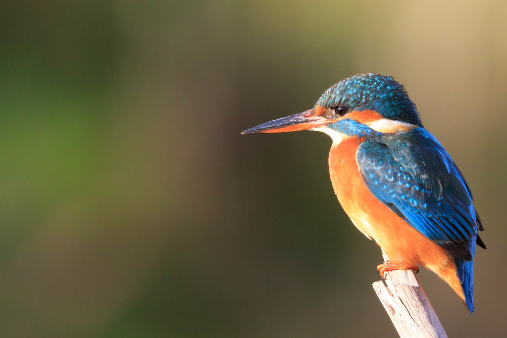 Female Kingfisher in the late sun by padlock