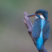 Female Kingfisher in the pooring rain by padlock