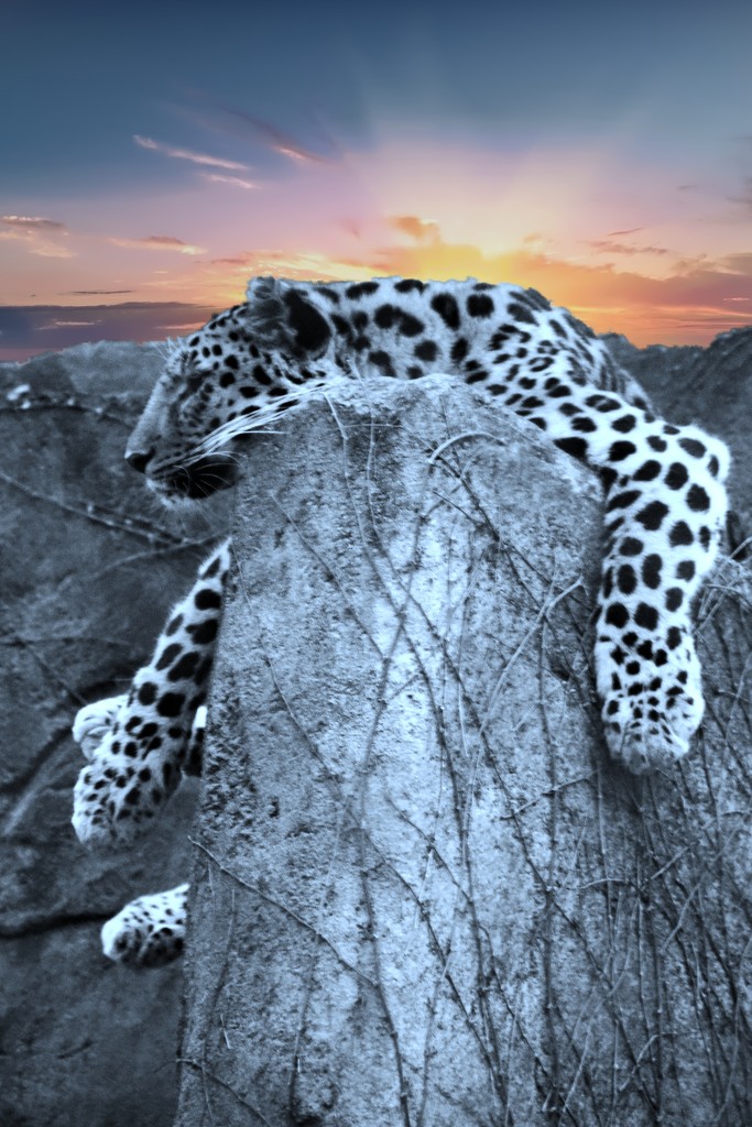 Lazy Leopard  by randy23