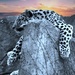 Lazy Leopard  by randy23