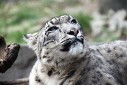 4th Dec 2017 - Snow Leopard 