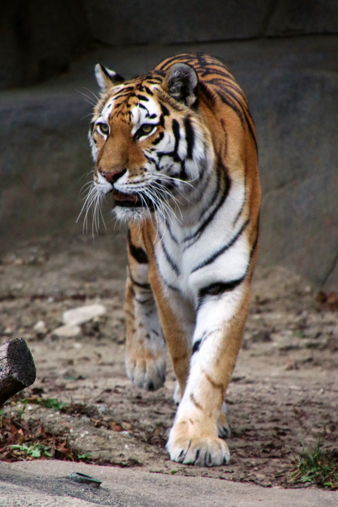 Tiger On A Walk by randy23