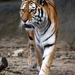 Tiger On A Walk by randy23