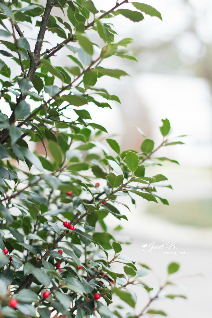Holly Berries by janetb