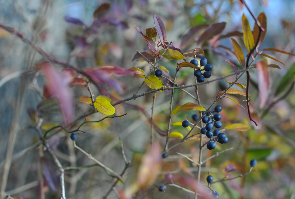Wild Privet Berries by loweygrace