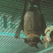 2nd Dec 2017 - Save the Bats at Bat Zone 