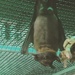 Save the Bats at Bat Zone  by annymalla