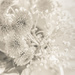 value for money by pistache