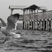 Giant Seagull, Caught in Action! by rickster549