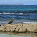 Cormorant at Hymes Beach by jeneurell