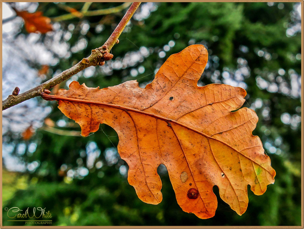 Oak Leaf And Bokeh by carolmw