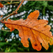 Oak Leaf And Bokeh by carolmw