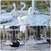The Arboretum’s 7 Swans A-Swimming by louannwarren