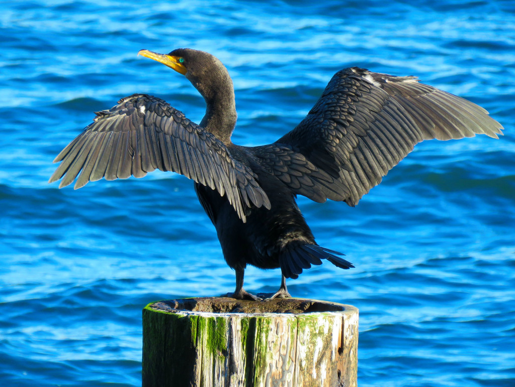 Cormorant by seattlite
