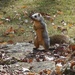 Bandit the Squirrel is looking for lunch by tunia