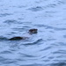 Otter by lifeat60degrees