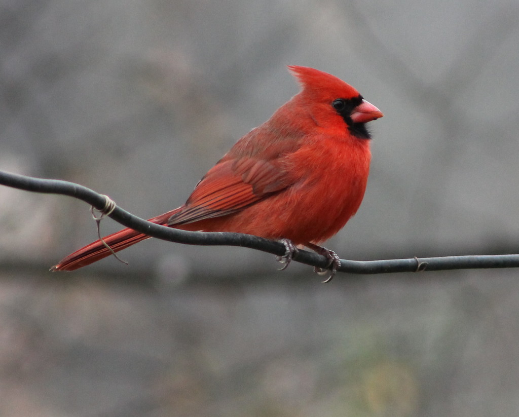 Mr. Cardinal by cjwhite