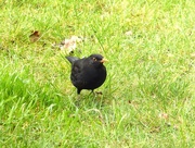 8th Dec 2017 -  Mr Blackbird in the Garden