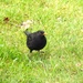  Mr Blackbird in the Garden by susiemc