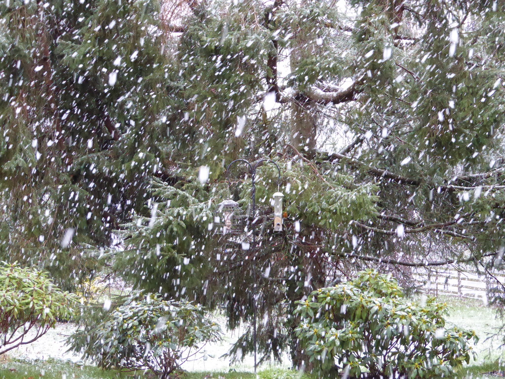  It's Snowing! by susiemc