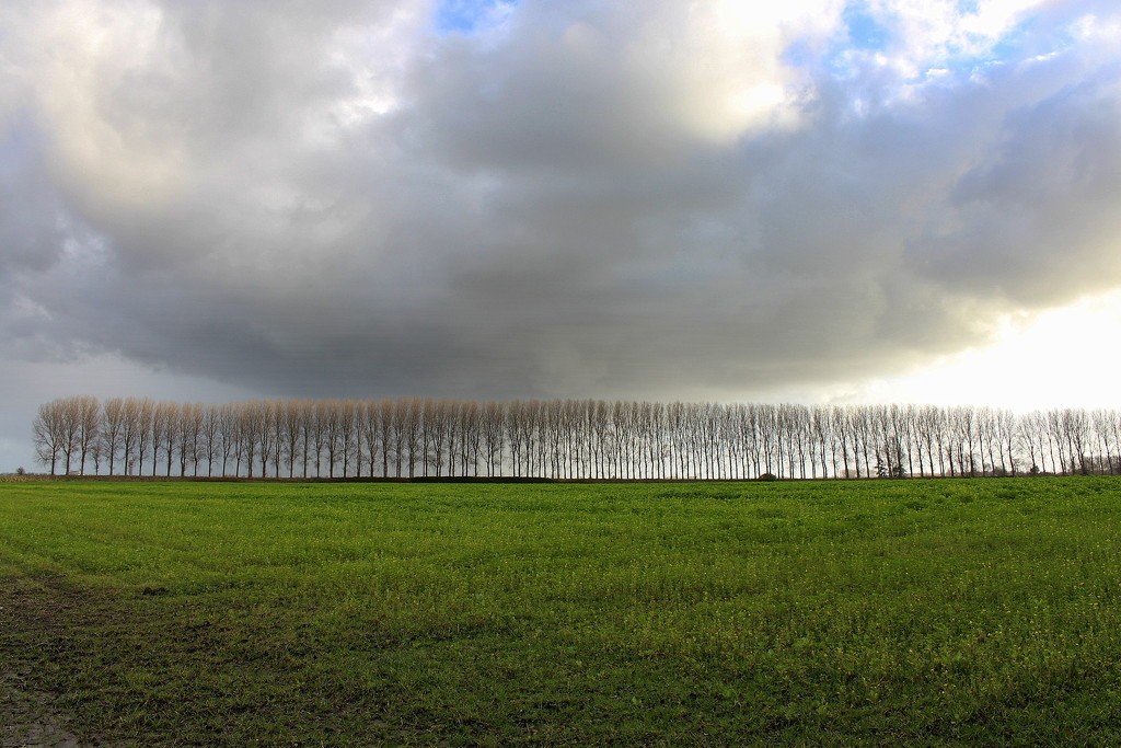 A row of naked trees by pyrrhula