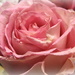 pinkrose by homeschoolmom