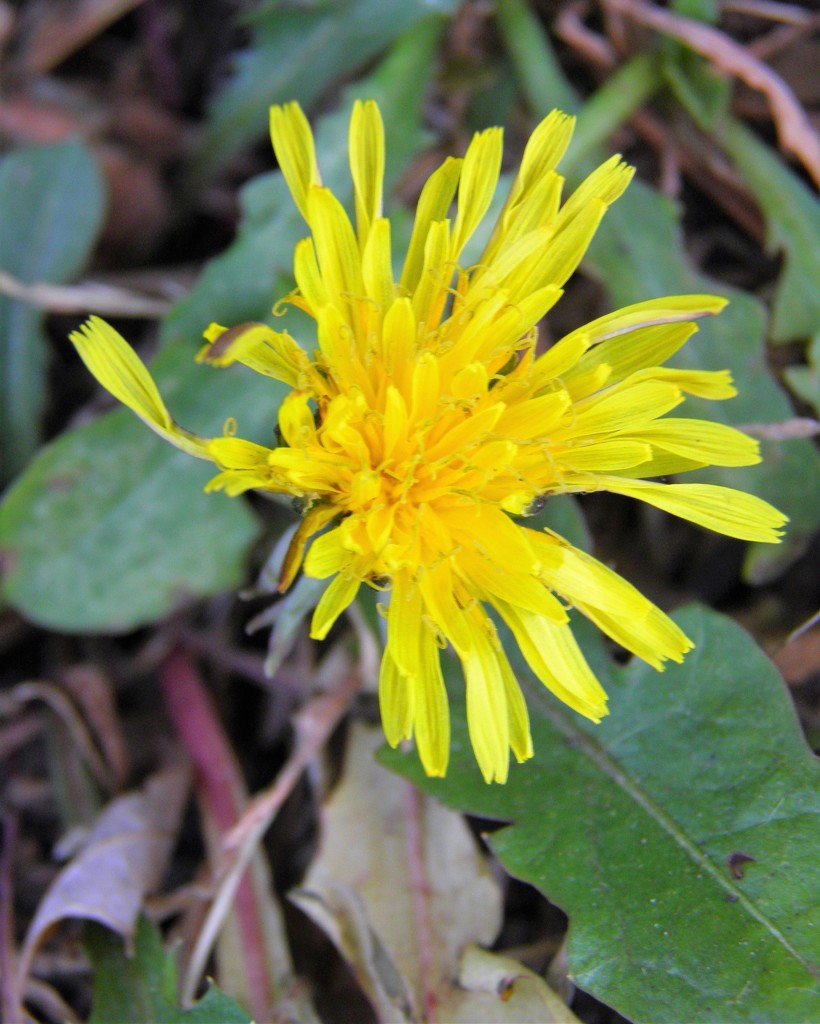 Dandy by daisymiller